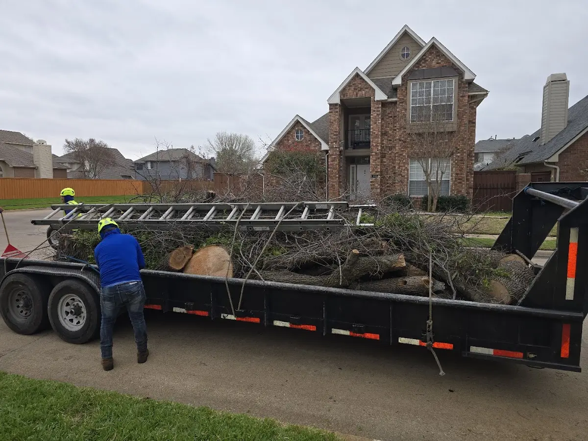 Expert Tree Removal with proper safety equipment in Collinsville